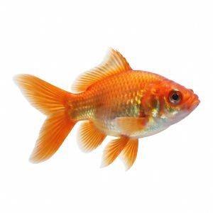 Home urban chic ensemble