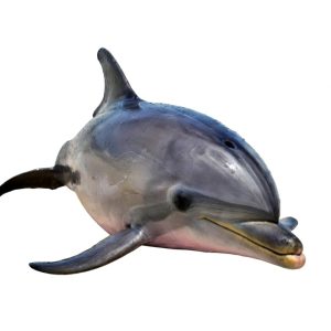 Home power suit ensemble