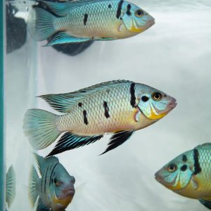 Home relaxed fit joggers