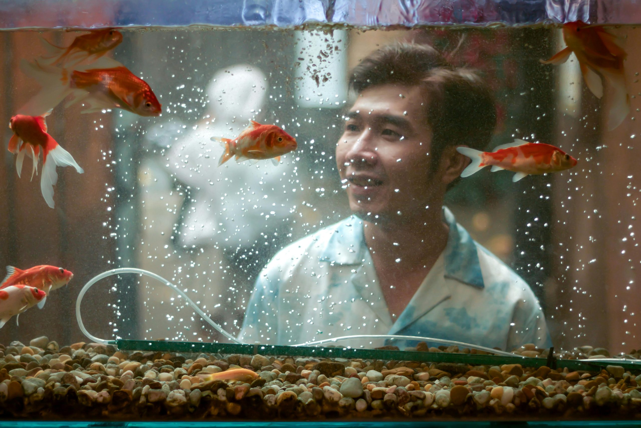 A man looks at goldfish swimming in an aquarium, appearing thoughtful.