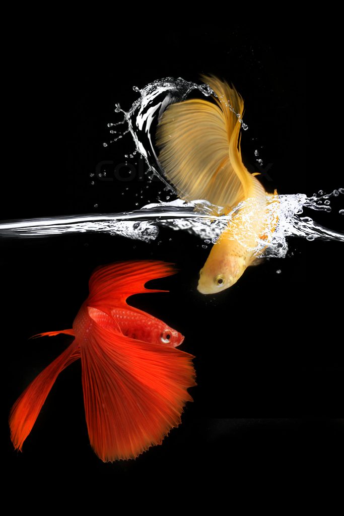 A stunning display of colorful betta fish swimming elegantly against a dark background.